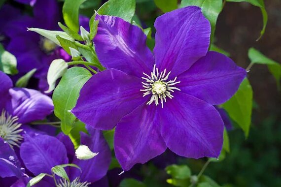 Violet Clematis Flower Seeds for Planting Heirloom Non-GMO High Germination Organic Garden Seeds