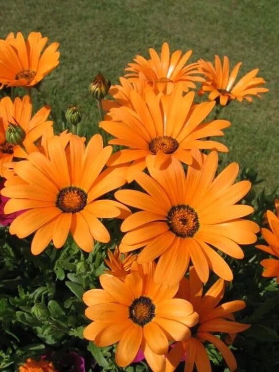 Orange Dimorphotheca Flower Seeds – Heirloom, Non-GMO, High Germination Seeds