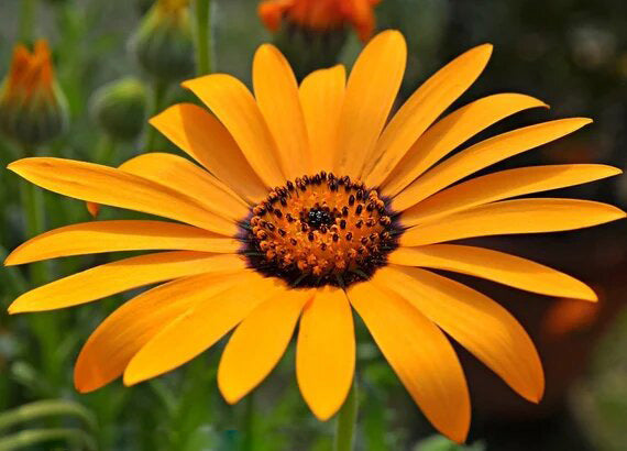 Orange Dimorphotheca Flower Seeds – Heirloom, Non-GMO, High Germination Seeds
