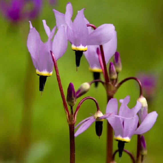 Dodecatheon Flower Seeds Purple – Heirloom, Non-GMO, High Germination Seeds