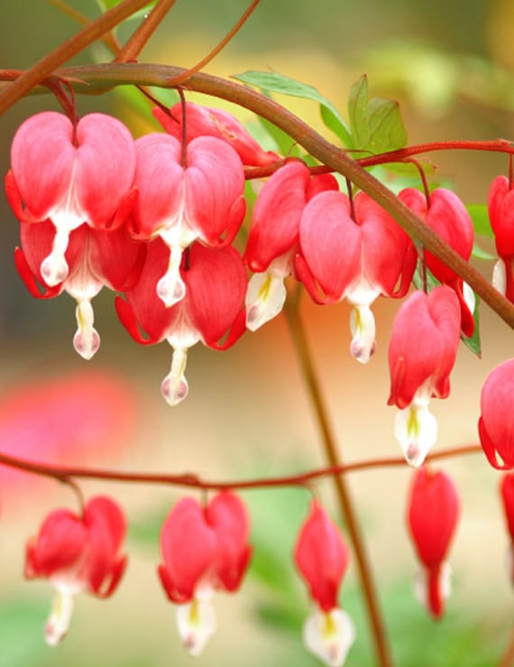 Red Dicentra Spectabilis Flower Seeds – Heirloom Non-GMO High Germination Seeds