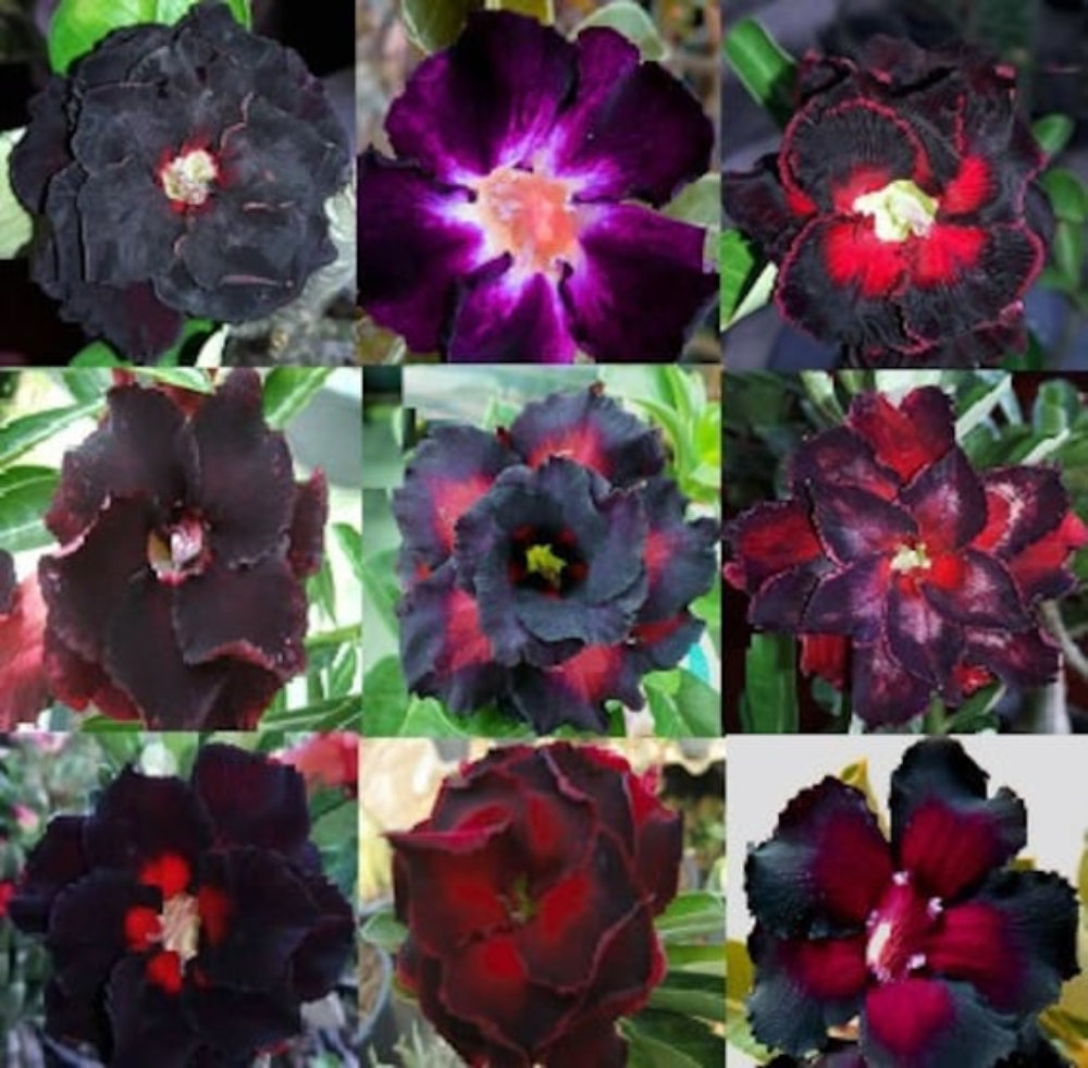 Red Black Rimblack Desert Rose Adenium Seeds for Planting