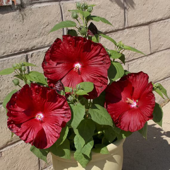 Deep Red Hibiscus Flower Seeds – Heirloom Non-GMO High Germination Seeds