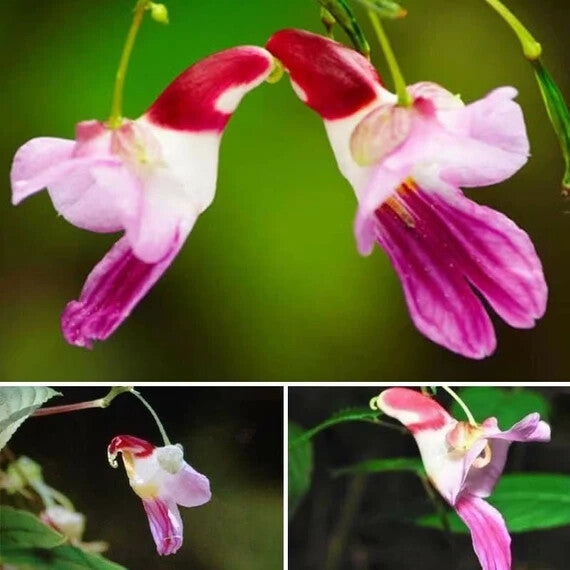Mixed Parrot Orchid Flower Seeds for Planting – Heirloom Non-GMO Organic Garden Seeds