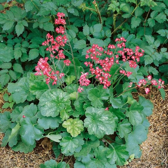 Red Heuchera Flower Seeds – Heirloom, Non-GMO, High Germination Seeds