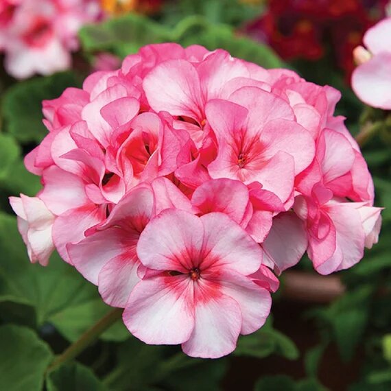 White Pink Geranium Flower Seeds Heirloom Non-GMO High Germination Seeds