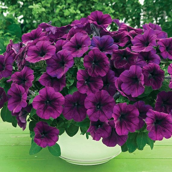 Dark Purple Petunia Flower Seeds for Planting Heirloom Non-GMO High Germination Organic Garden Seeds