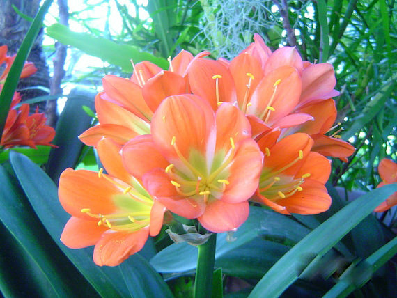 Clivia Flower Seeds Orange for Planting – Heirloom Non-GMO High Germination Seeds
