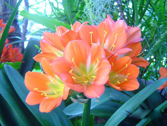 Orange Clivia Flower Seeds – Heirloom, Non-GMO, High Germination Seeds