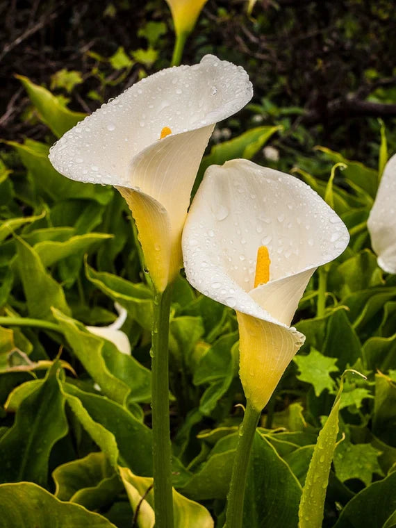 calla lily flower seeds
