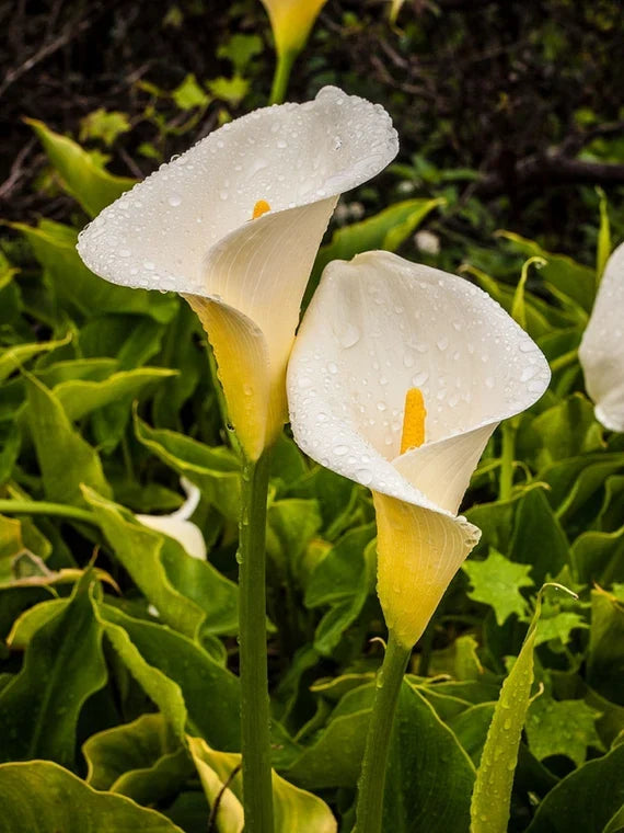 calla lily flower seeds