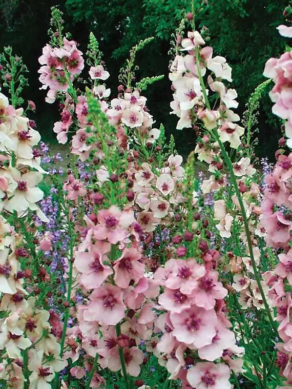 Königskerzen-Samen – Heirloom, gentechnikfrei, keimfreudige Bio-Gartensamen zum Pflanzen