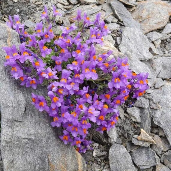 Semillas de flores de Linaria Alpina Morada – Herencia No transgénica Alta Germinación