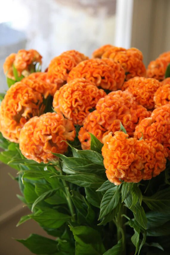 Orange Celosia Flower Seeds for Planting – Heirloom Non-GMO High Germination Seeds