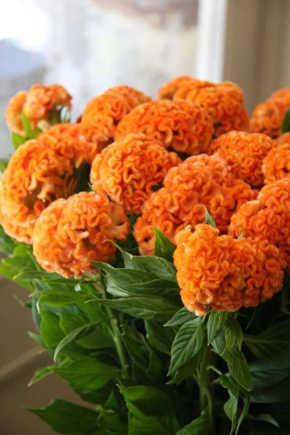 Orange Cockscomb Flower Seeds – Heirloom, Non-GMO, High Germination Seeds