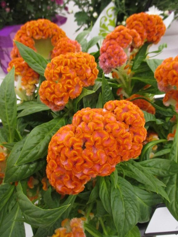 Orange Cockscomb Flower Seeds – Heirloom, Non-GMO, High Germination Seeds