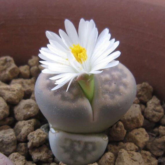 Lithops Blumensamen Weiß – Alte Sorte, gentechnikfrei, hohe Keimfähigkeit