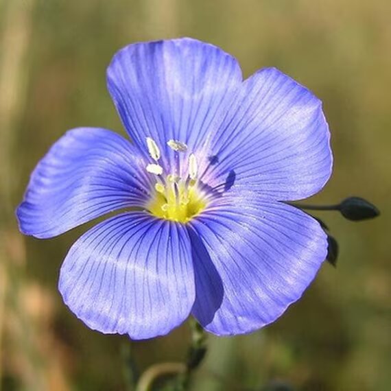 Linum Flower Seeds – Heirloom, Non-GMO, High Germination Seeds