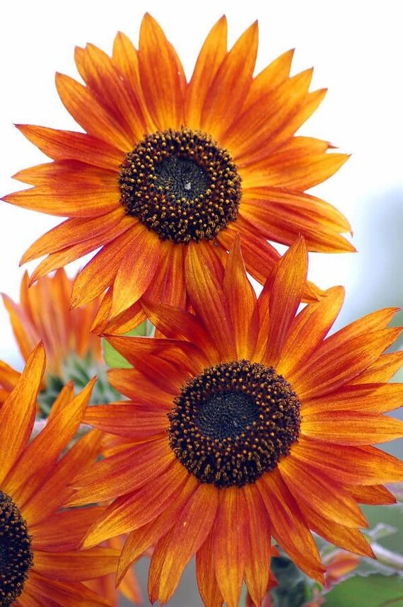 Orangefarbene Sonnenblumenkerne – Alte Sorte, gentechnikfrei, hohe Keimfähigkeit, Bio-Gartensamen zum Pflanzen