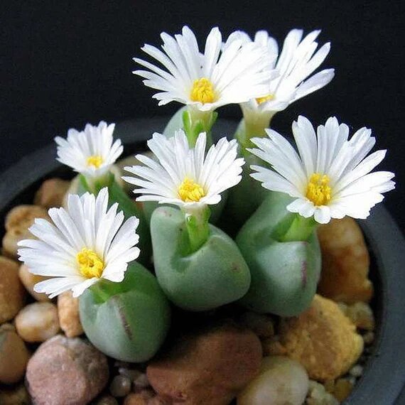 Lithops Blumensamen Weiß – Alte Sorte, gentechnikfrei, hohe Keimfähigkeit