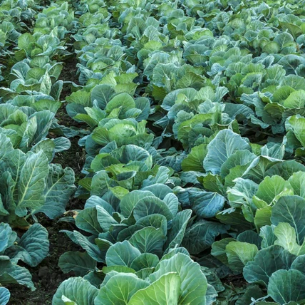 Collard Green Seeds for Planting