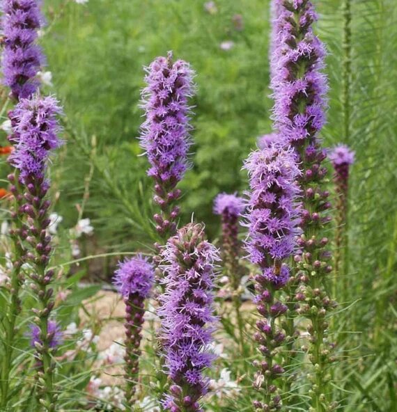Purple Liatris Flower Seeds – Heirloom, Non-GMO, High Germination Seeds