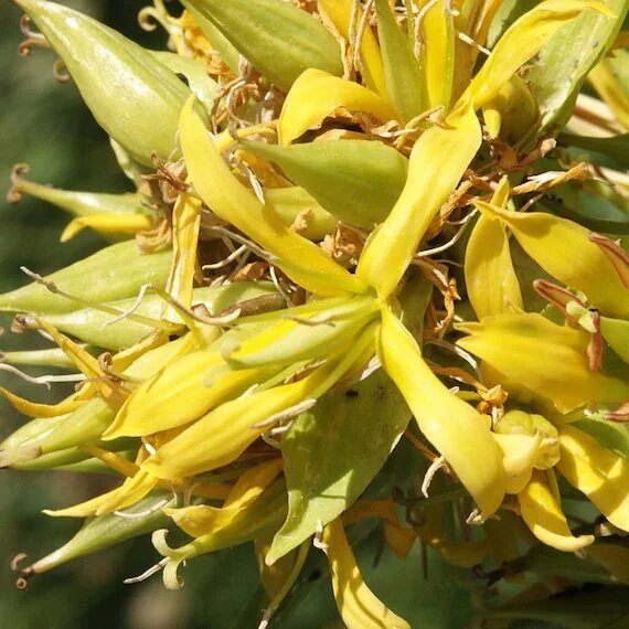 Gentiana Lutea Flower Seeds Yellow Heirloom Non-GMO High Germination Organic Garden Seeds for Planting