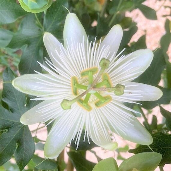 Passionsblumen Samen Ps White – Alte Sorte, gentechnikfrei, keimstark, Bio-Samen
