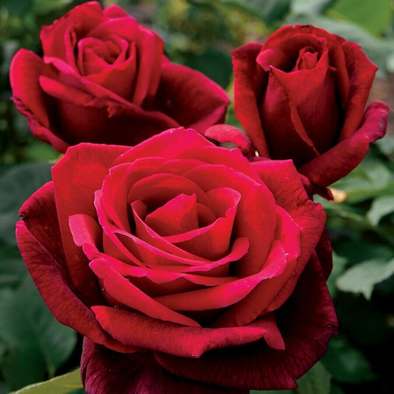 Giant Red Rose Flower Seeds for Planting – Heirloom Non-GMO High Germination Seeds
