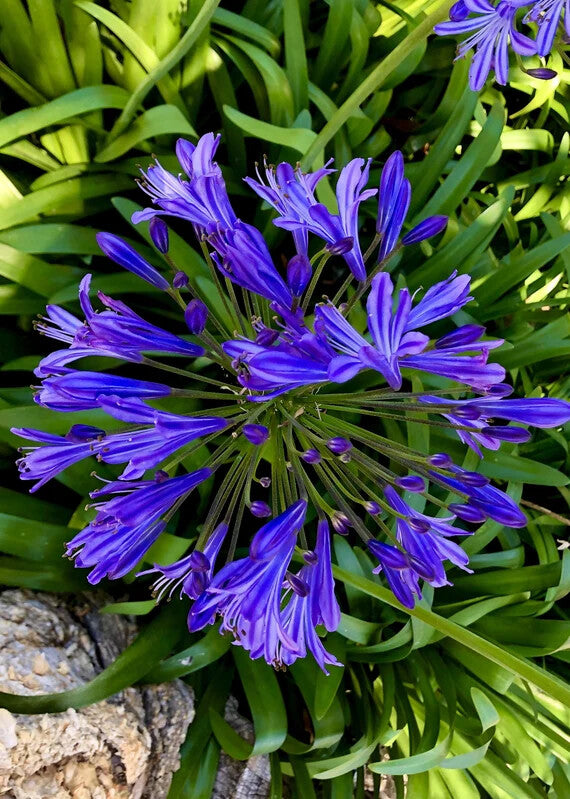 Agapanthus Flower Seeds Purple for Planting Heirloom Non-GMO High Germination Organic Garden Seeds