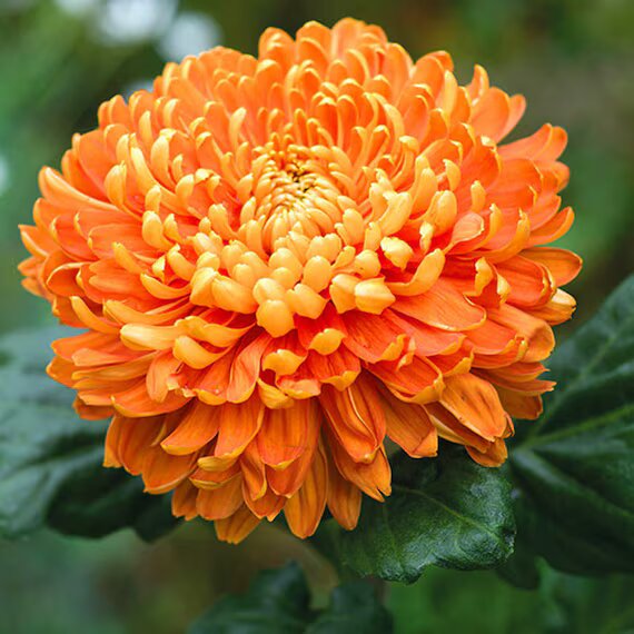 Orange Blooming Chrysanthemum Flower Seeds – Heirloom Non-GMO High Germination Seeds