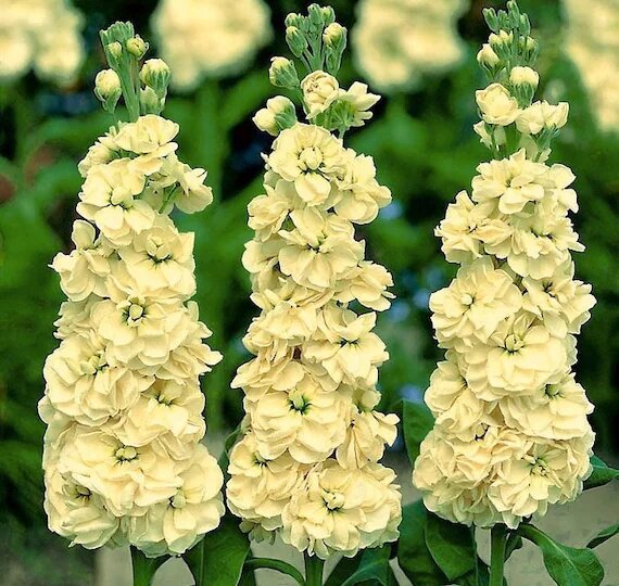 Matthiola Incana Flower Seeds Yellow – Heirloom, Non-GMO, High Germination Seeds