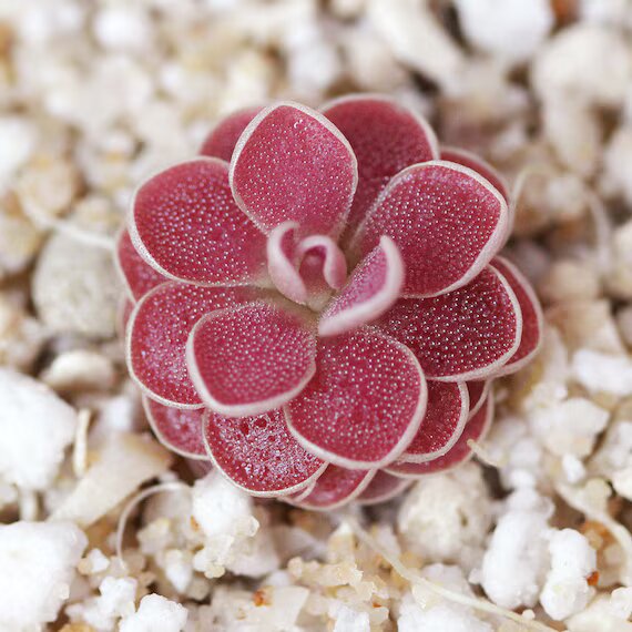 Red Butterwort Flower Seeds – Heirloom, Non-GMO, High Germination Seeds for Planting, Organic Garden Seeds
