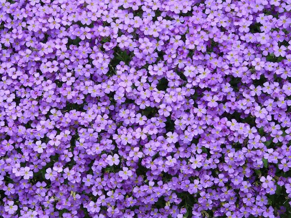 Aubrieta Flower Seeds Purple for Planting – Heirloom Non-GMO High Germination Organic Seeds