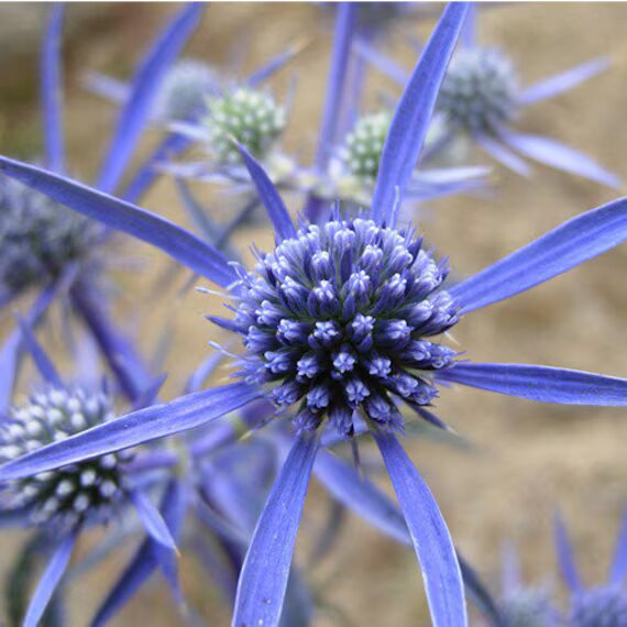 Eryngiums Flower Seeds for Planting – Heirloom, Non-GMO, High Germination Seeds