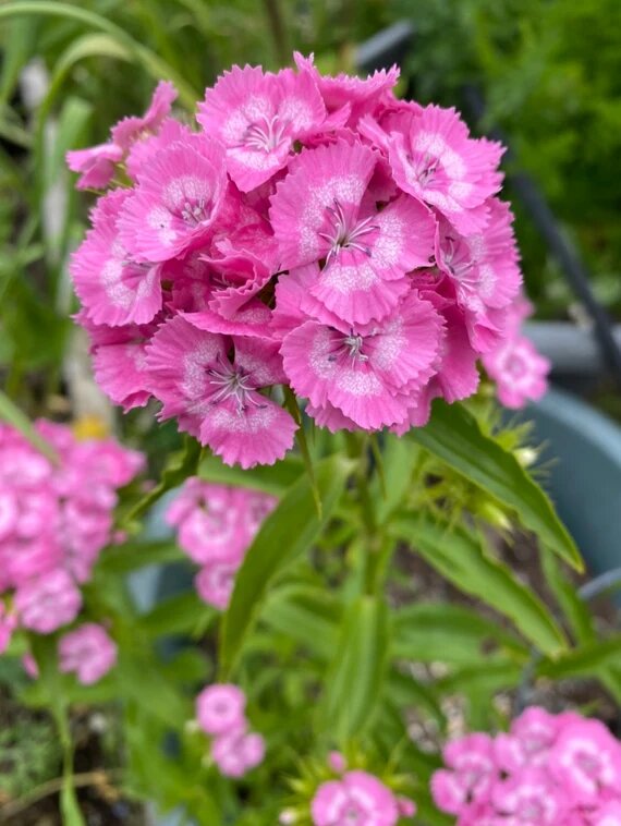 Pink Dianthus Barbatus Flower Seeds – Heirloom Non-GMO High Germination Seeds
