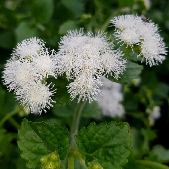 Ageratum Flower Seeds White for Planting – Heirloom Non-GMO High Germination Organic Garden Seeds