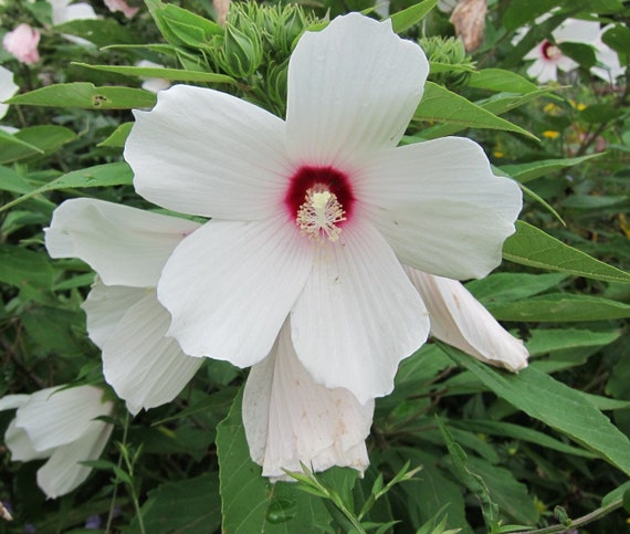 hibiscus moscheutos flower seeds