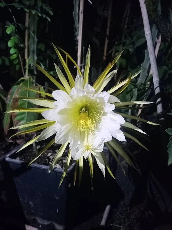 White Selenicereus Flower Seeds for Planting – Heirloom, Non-GMO, High Germination Organic Garden Seeds