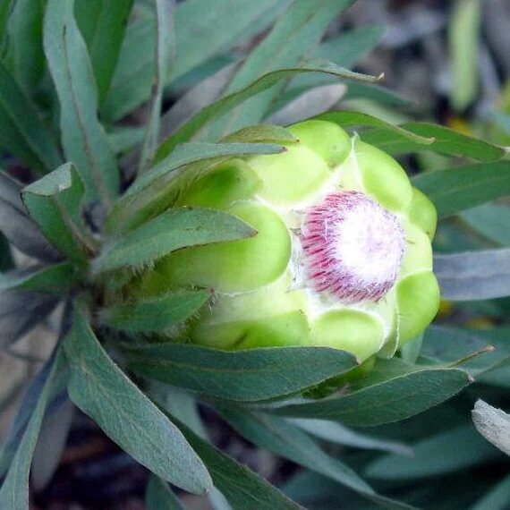 Green Protea Flower Seeds for Planting – Heirloom Non-GMO High Germination Organic Garden Seeds