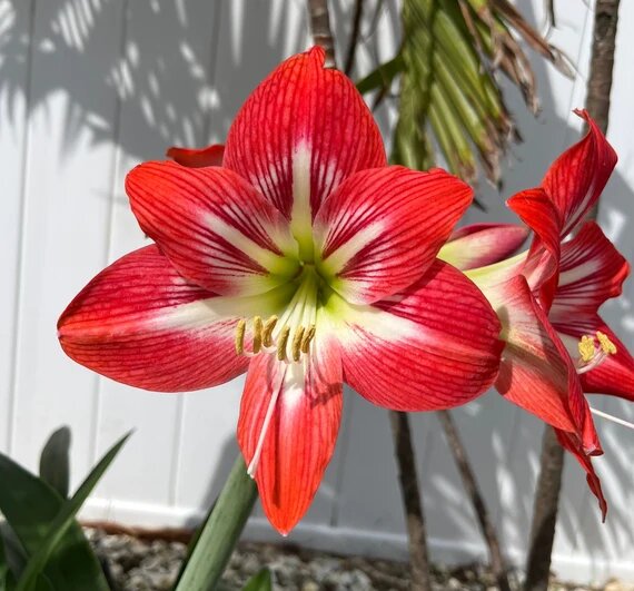 Amaryllis Flower Seeds Red White – Heirloom Non-GMO High Germination Seeds