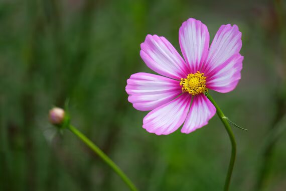 White Pink Cosmos Flower Seeds Heirloom Non-GMO High Germination Organic Garden Seeds for Planting