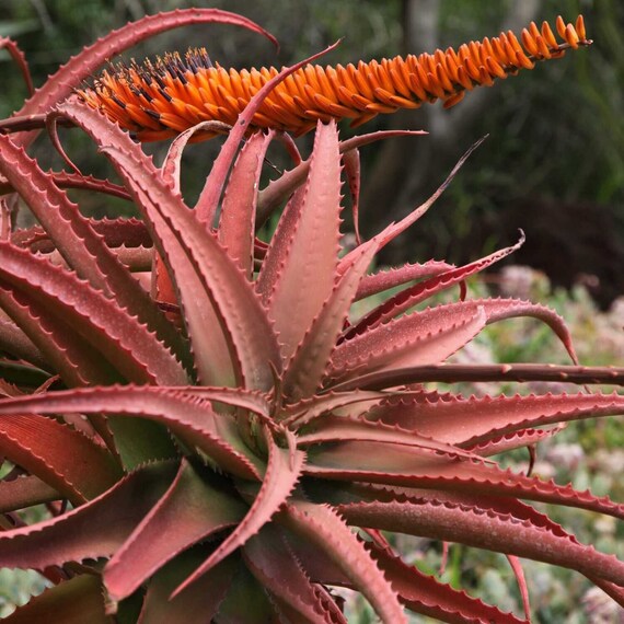 Rare Red Aloe Vera Seeds – Heirloom, Non-GMO, High Germination Garden Seeds