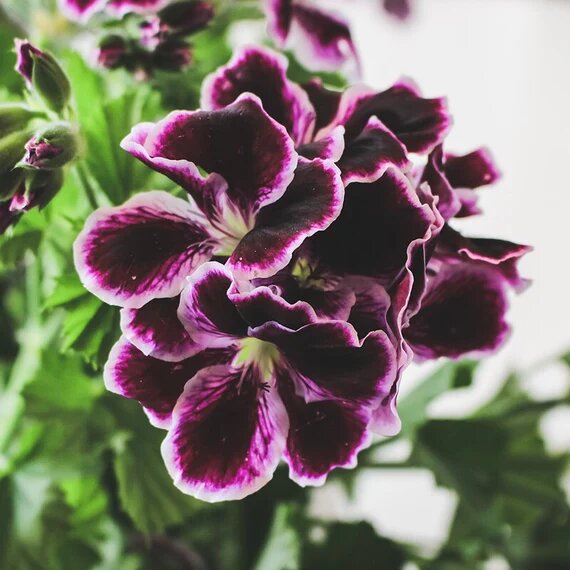 Maroon Pink Geranium Flower Seeds – Heirloom, Non-GMO, High Germination Seeds