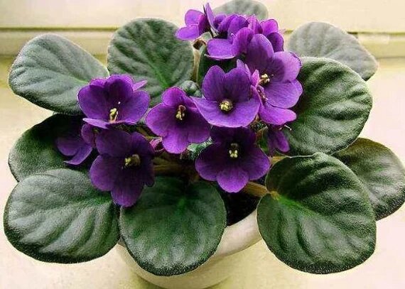 Dark Purple Saintpaulia Flower Seeds for Planting – Heirloom Non-GMO High Germination