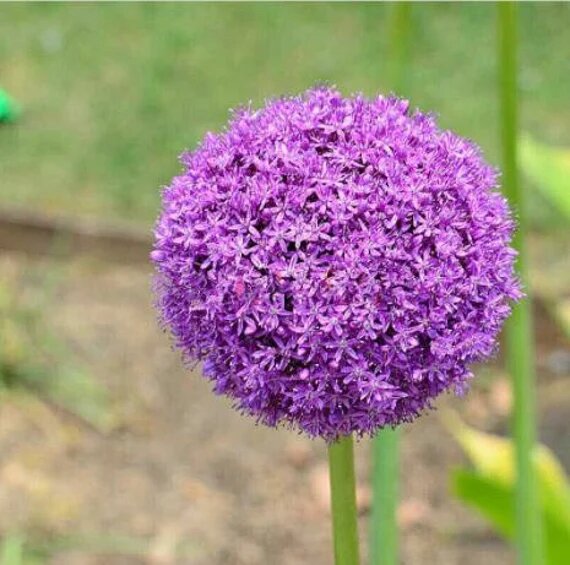 Allium Flower Seeds for Planting – Heirloom Non-GMO High Germination Organic Seeds