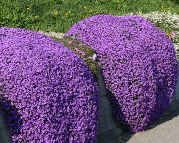 Creeping Flower Seeds Purple – Heirloom Non-GMO High Germination Seeds