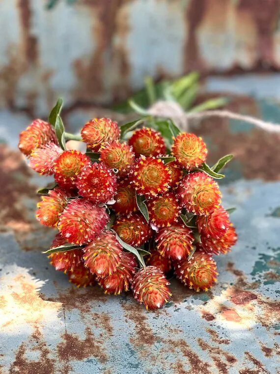 Orange Gomphrena Flower Seeds – Heirloom, Non-GMO, High Germination Seeds