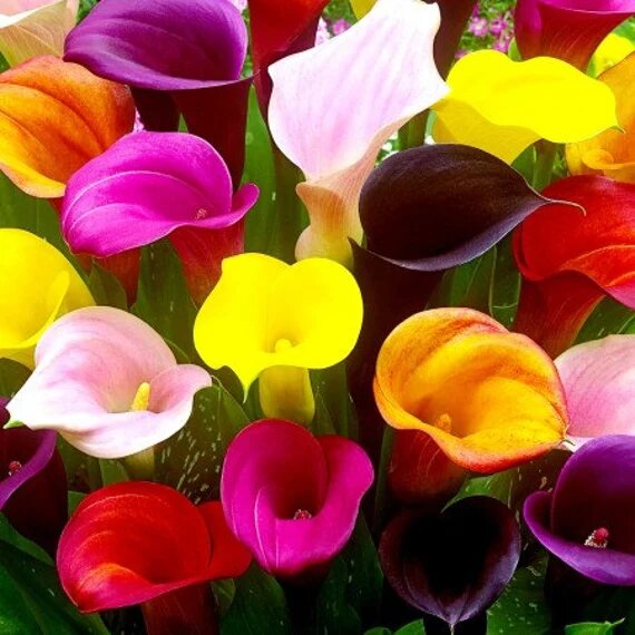 Calibrachoa Flower Seeds Mixed – Heirloom, Non-GMO, High Germination Garden Seeds