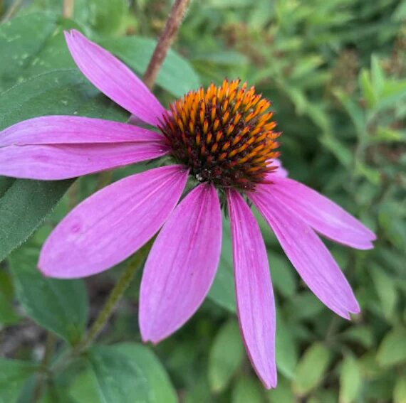 Purple Echinacea Flower Seeds – Heirloom, Non-GMO, High Germination Seeds